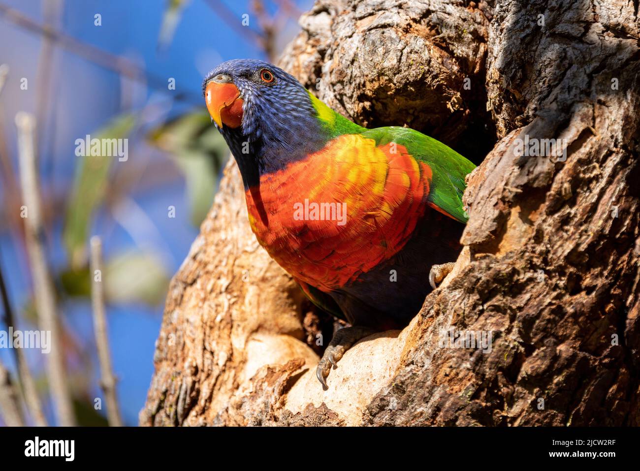 Australian Rainbow Lorikeet at nest entrance Stock Photo