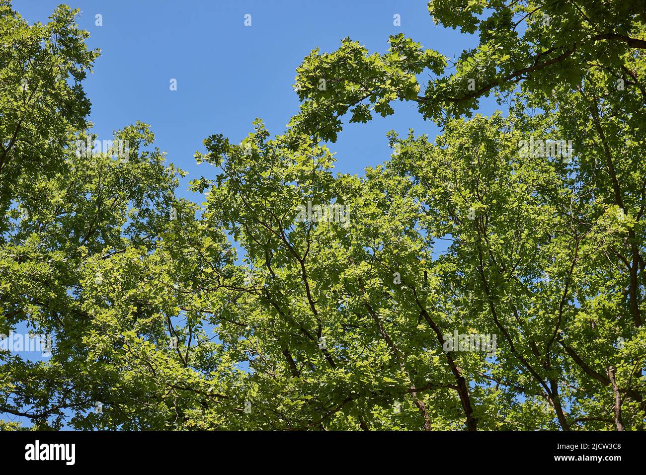Beautiful nature life tree leaves hi-res stock photography and images ...