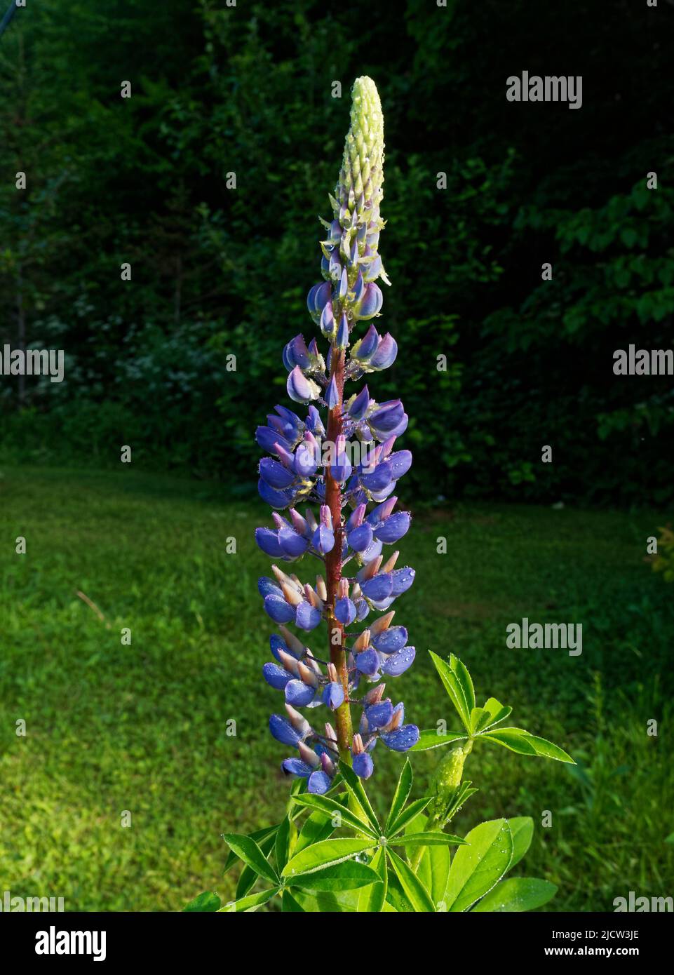 Lupine flower in bloom. Quebec,Canada Stock Photo