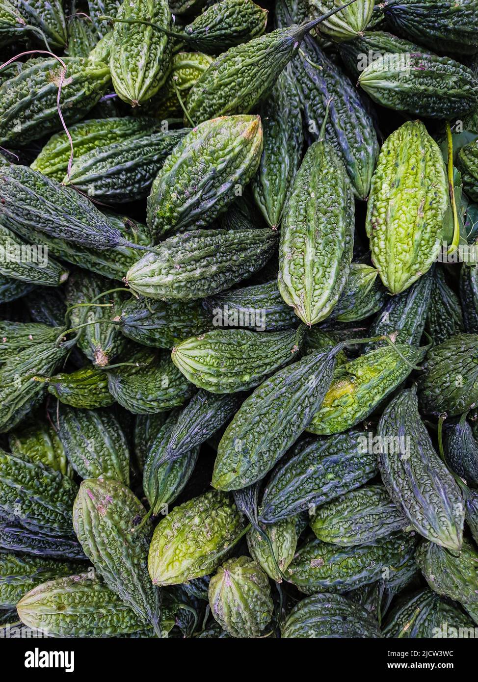 fresh bitter guard many close up from top angle Stock Photo