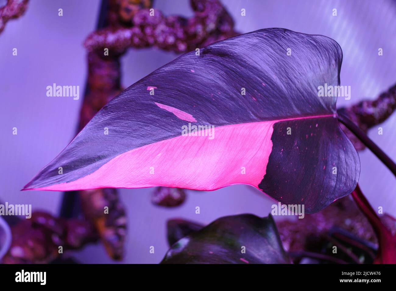 Beautiful pink and dark green variegated leaf of Philodendron Pink