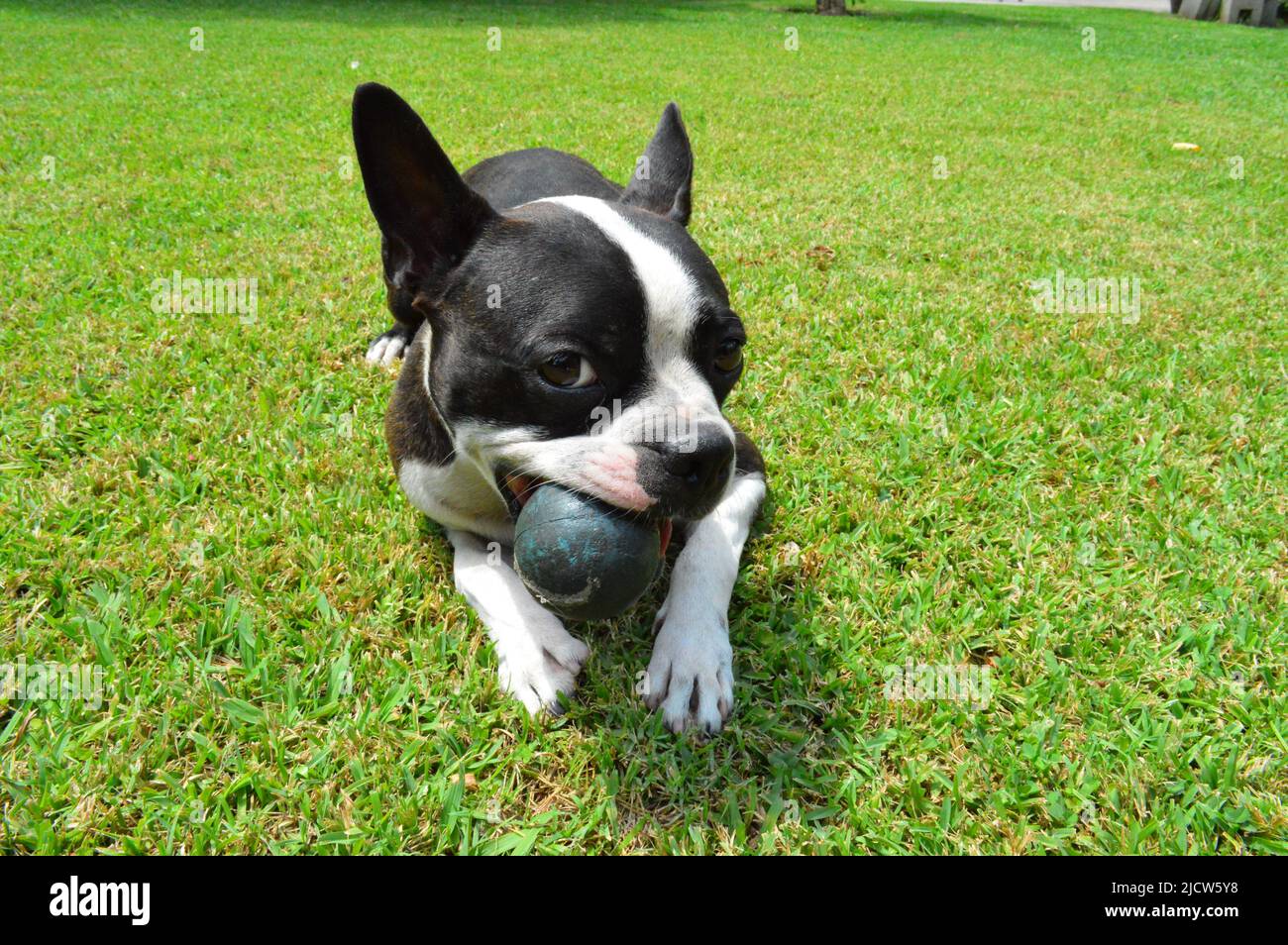 dog with ball in mouth Stock Photo Alamy