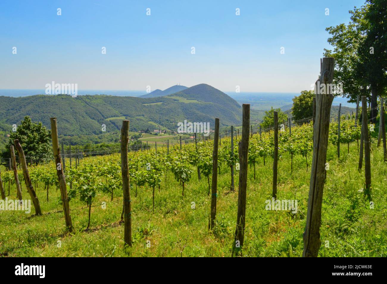 italy vineyard Stock Photo