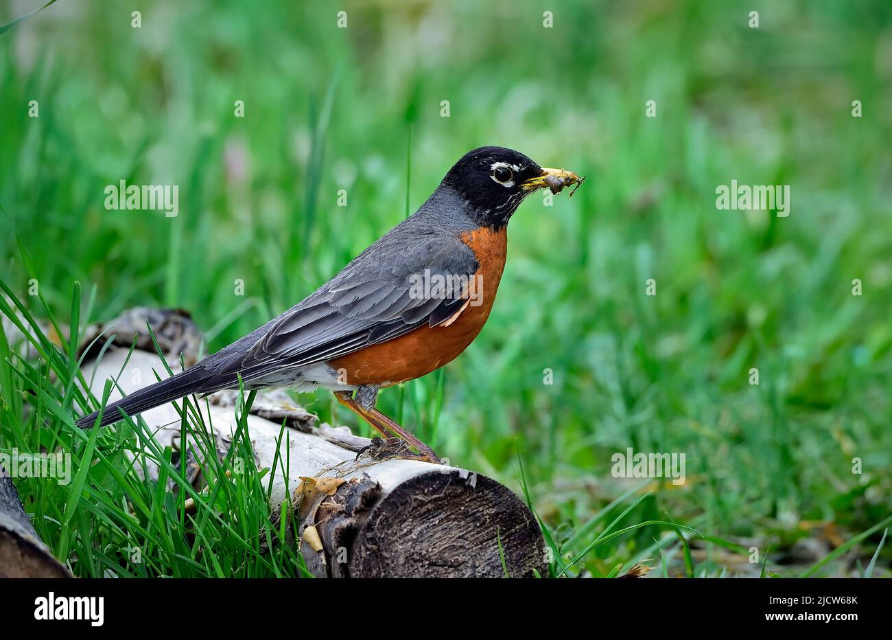 An adult American Robin with a bill full of caterpillars perched on a fallen log against a green grass background. Stock Photo