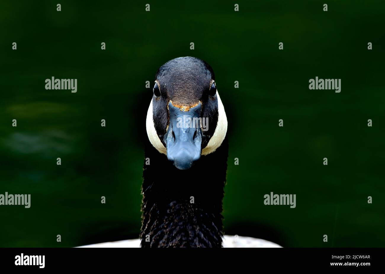 A portrait image of a wild Canada Goose 'Branta canadensis', resting on a lakeside in rural Alberta Canada. Stock Photo