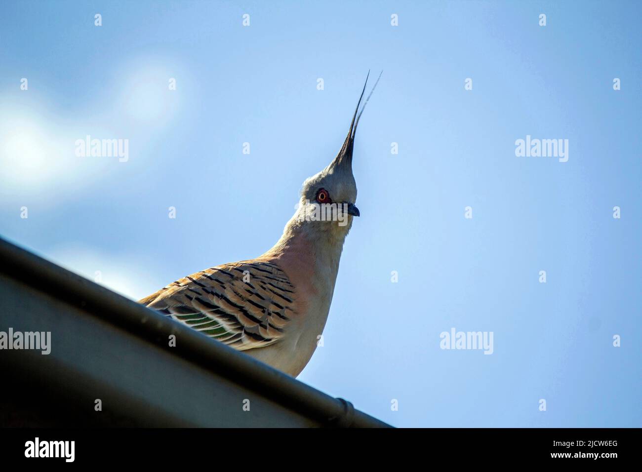 An Australian Crested Pigeon (Ocyphaps lophotes) perched on a fence in