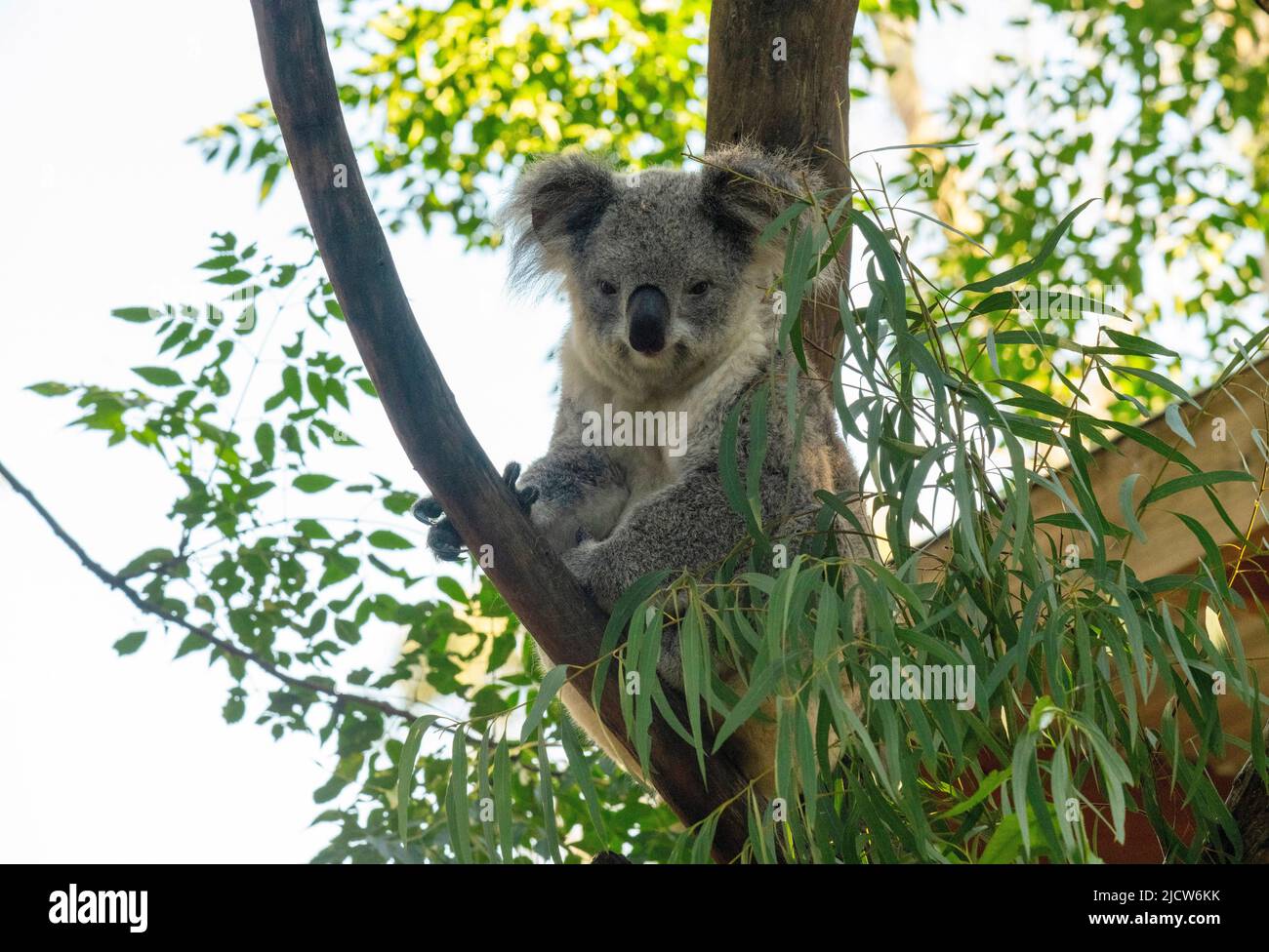 A koala (Phascolarctos cinereus) perched on a tree in Sydney, New South Wales, Australia (Photo by Tara Chand Malhotra) Stock Photo