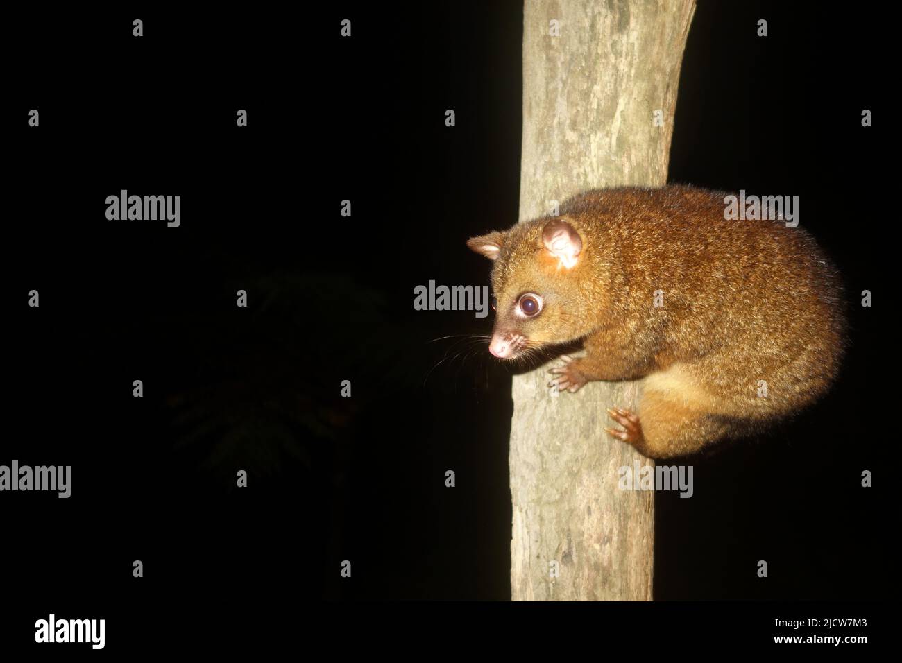 Curious coppery brushtail possum (Trichosurus johnstonii), Possum Valley, near Ravenshoe, Queensland, Australia Stock Photo