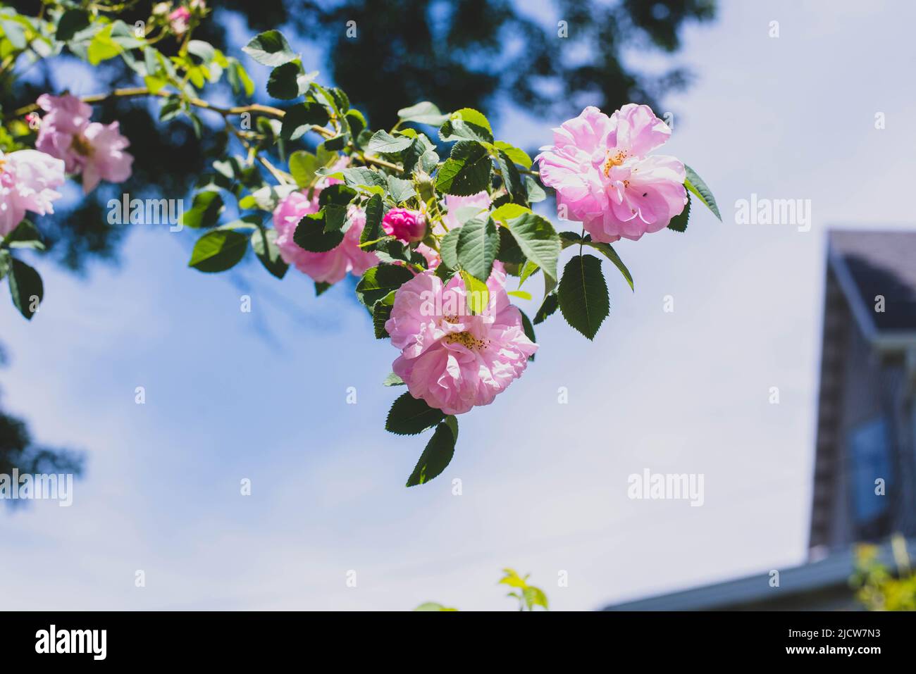 Wild roses hanging off a bush on a summer day. Stock Photo