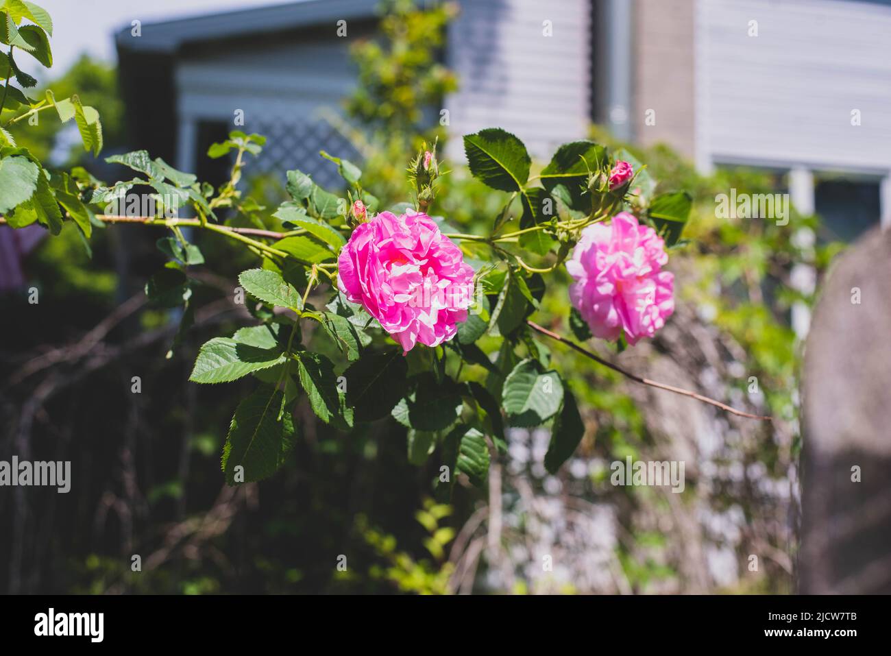Wild roses hanging off a bush on a summer day. Stock Photo