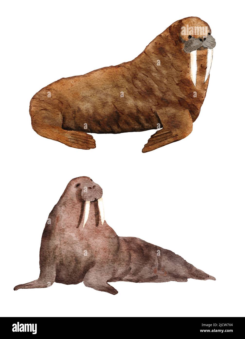 Watercolor hadn drawn illustration of atlantic walrus, endangered sea ocean species. Marine mammal wildlife, north polar animal, brown fur. Underwater creature ecology environment Stock Photo