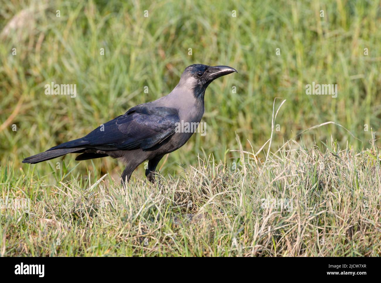 House crow is a common member of the crow family originally from Asia