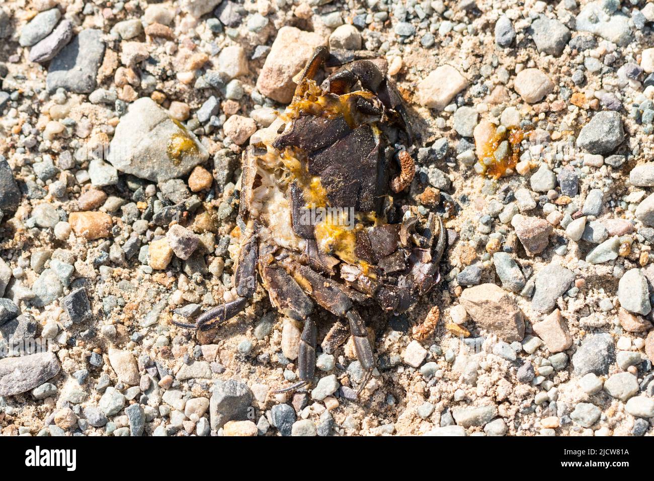 roadkill, dead squashed freshwater crab lying on stones closeup, abstract nature Stock Photo