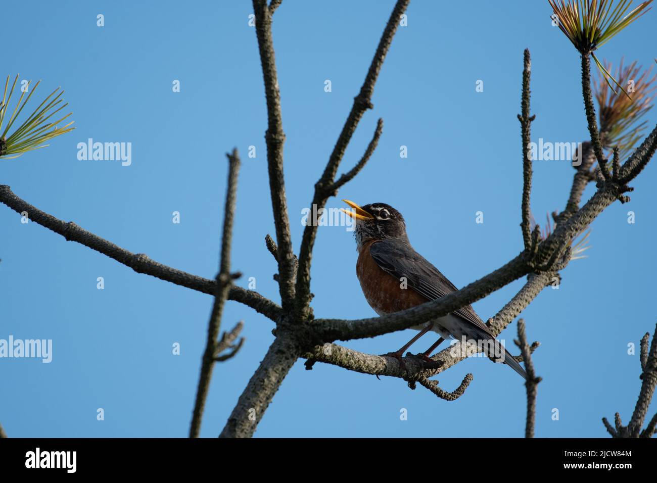 American Robin Singing Stock Photo Alamy