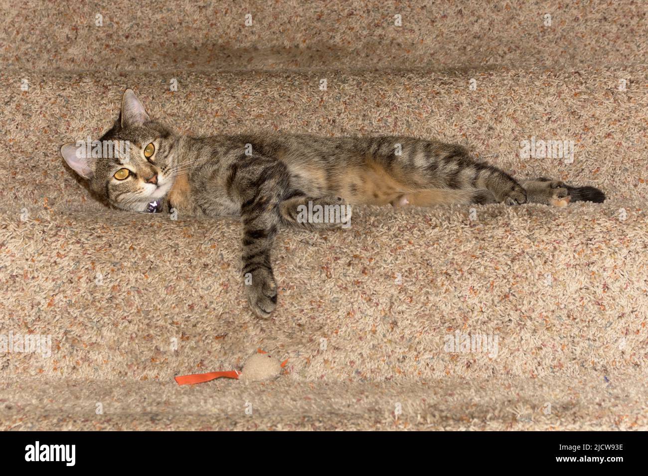 Cat playing on stairs Stock Photo