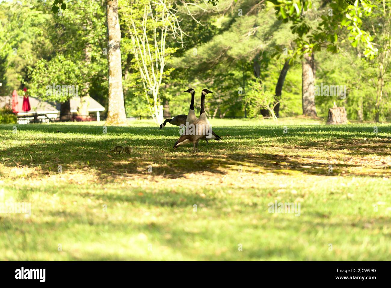 Canadian geese with babies Stock Photo - Alamy