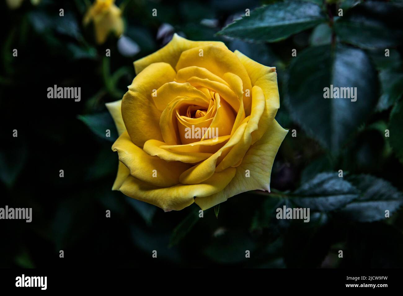 A yellow rose blossom in the spring surronded by green leaves Stock Photo