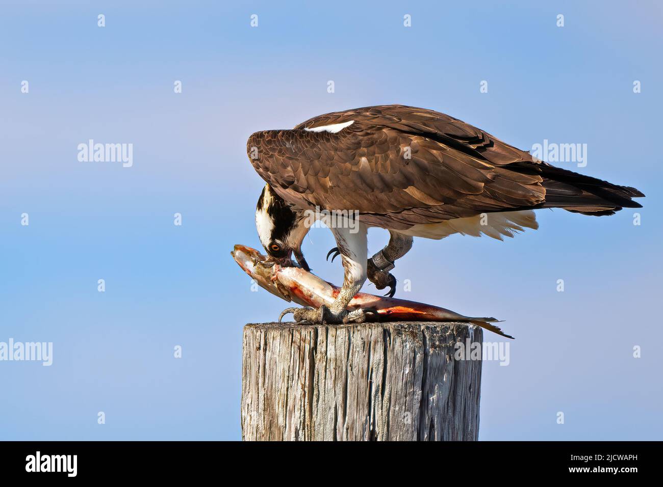 An Osprey Eating a Large Fish Stock Photo