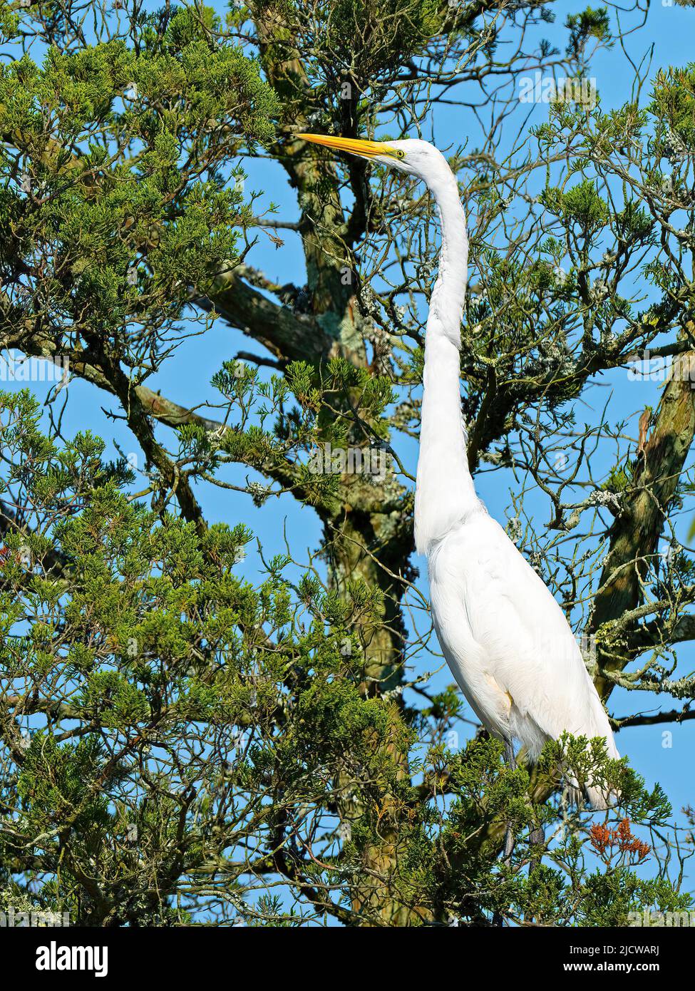Great Egret Standing in a Tree Top Stock Photo