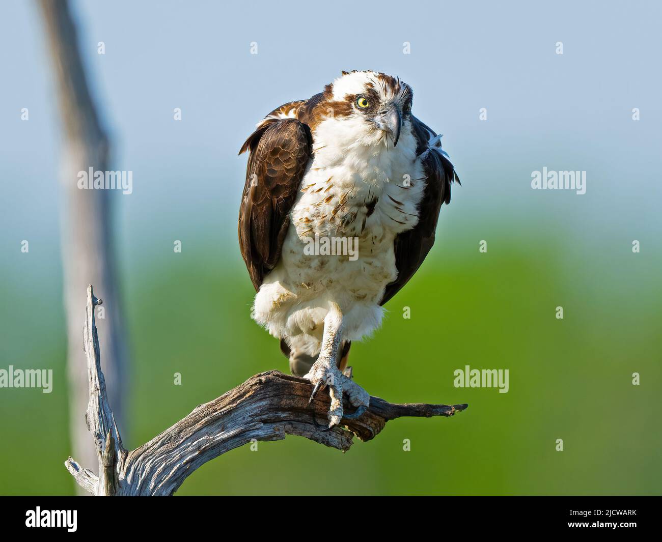 An Osprey Standing in a Dead Tree Stock Photo