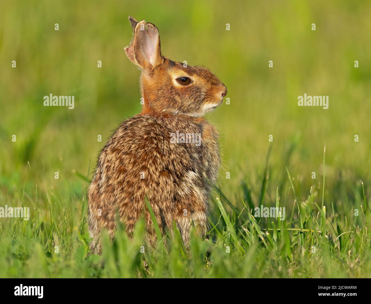 A Young Eastern Cottontail Rabbit Stock Photo