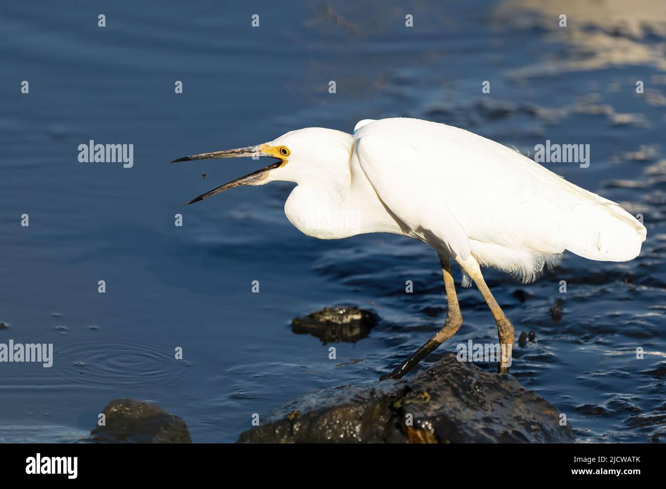 Snowy Egret with a Small Fish Stock Photo