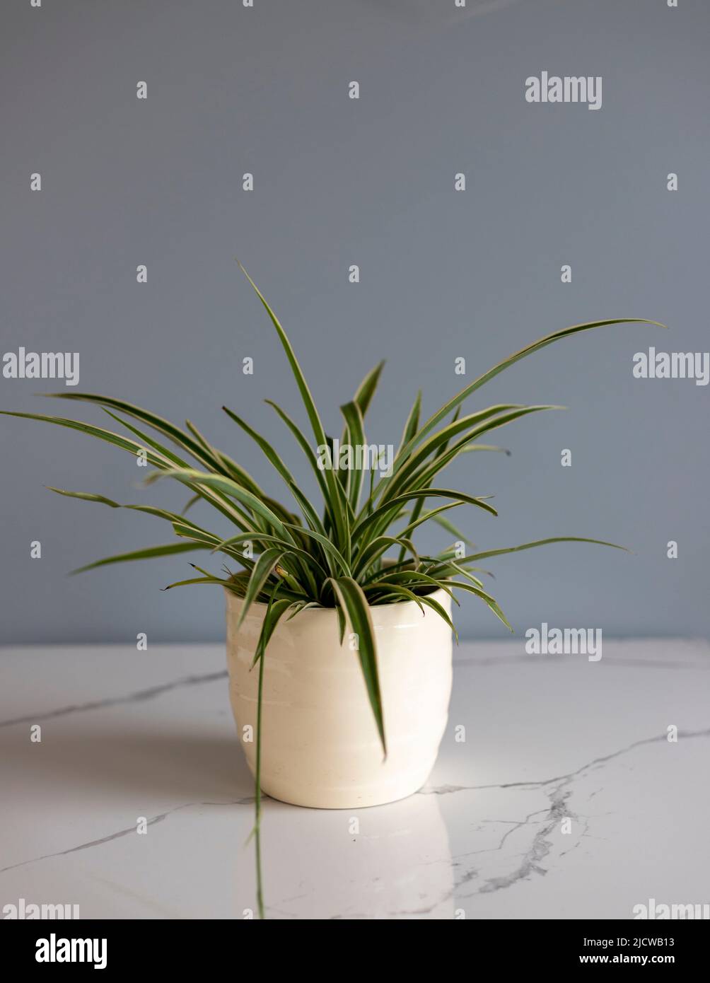Chlorophytum comosum houseplant in a decorative pot Stock Photo