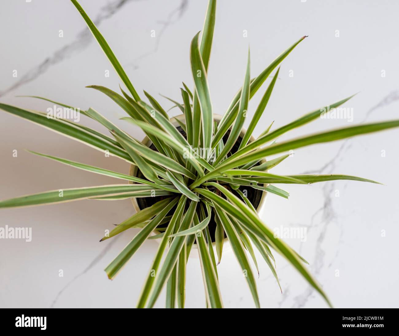 High angel view of Spider grass plant Stock Photo