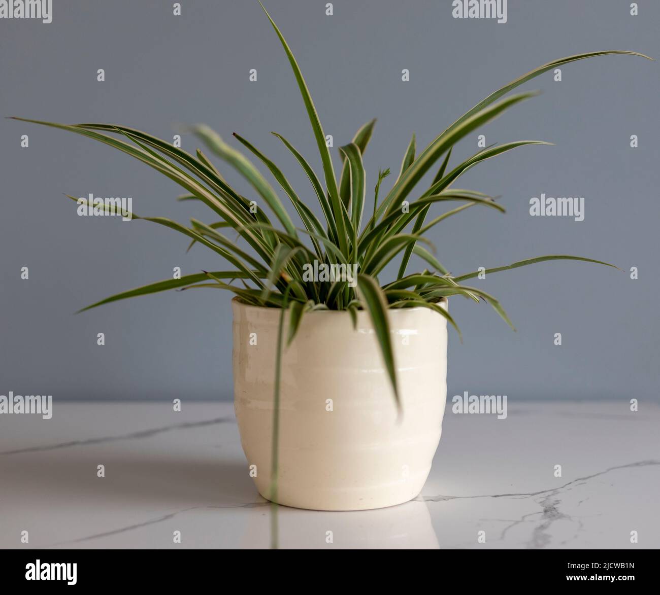 Hanging plants indoor hi-res stock photography and images - Alamy