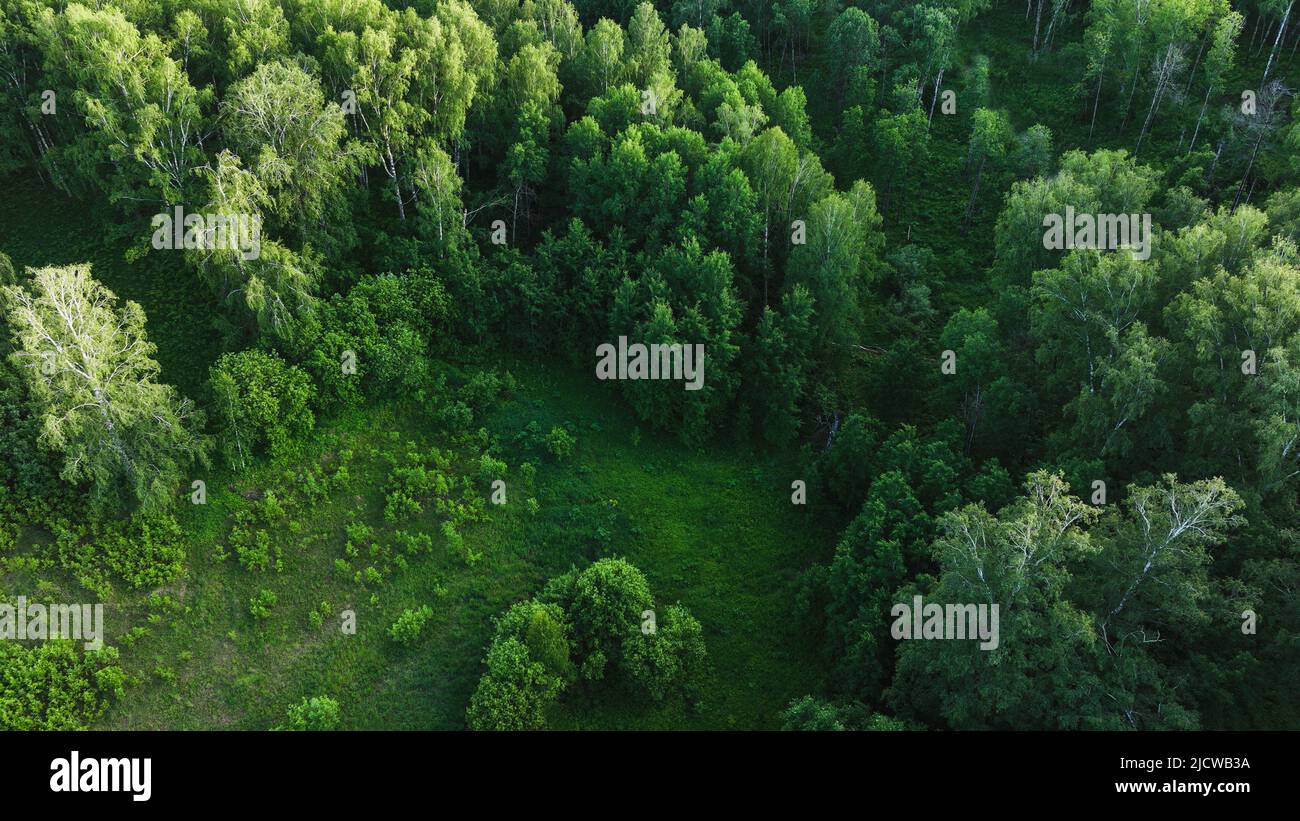 Beautiful shot green forest hi-res stock photography and images - Alamy