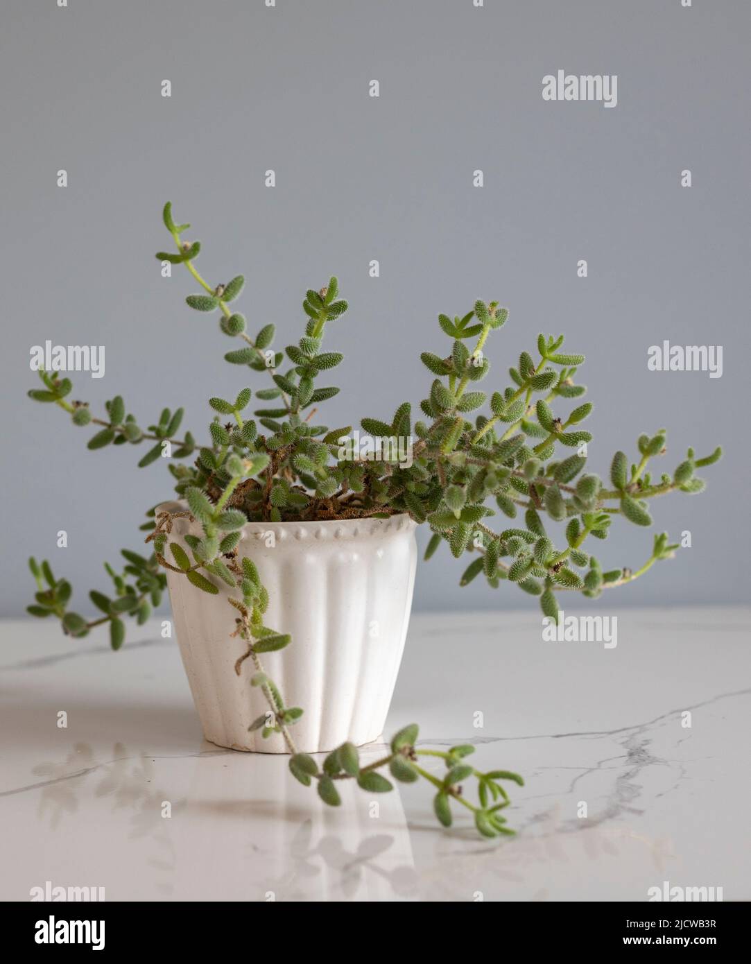 Pickle plant or Delosperma Echinatum on a ceramic floor with grey wall in background Stock Photo