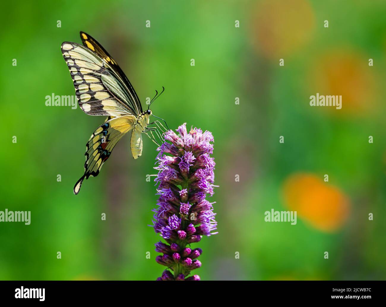Giant swallowtail butterfly (Papilio cresphontes) feeding on purple Gayfeather flower in the garden. Natural green background with copy space. Stock Photo
