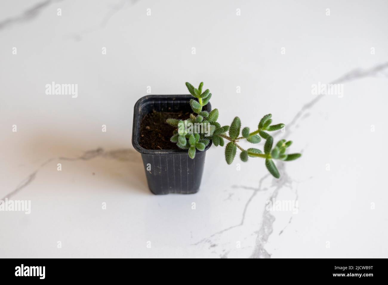 Delosperma pickle plant in a small pot Stock Photo