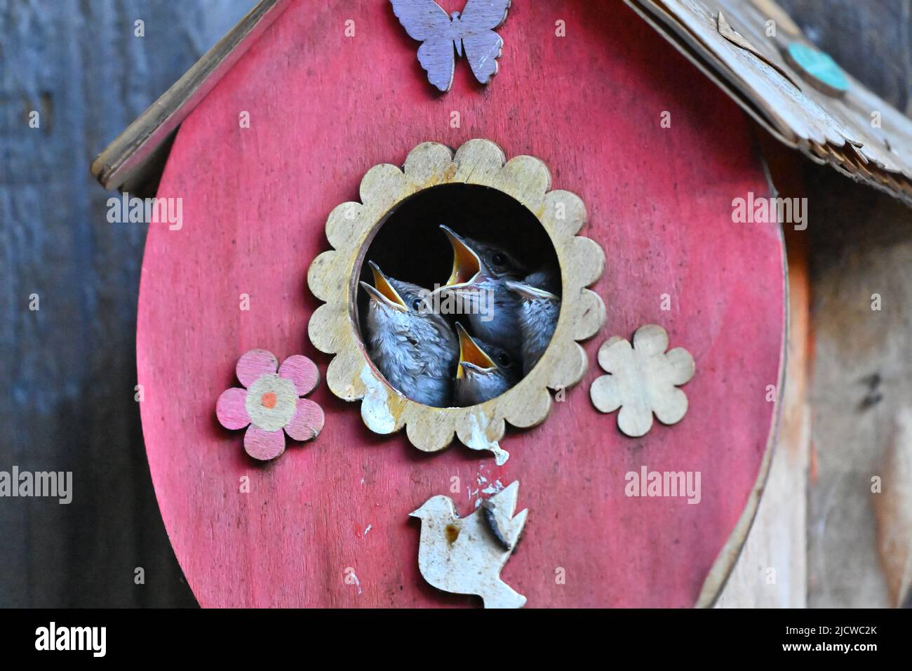 The house wren, Troglodytes aedon family in Birdhouse Stock Photo