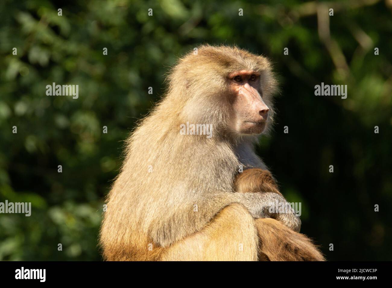 Hamadryas baboon (Papio hamadryas) an adult female Hamadryas baboon suckling a baby with a natural green background Stock Photo