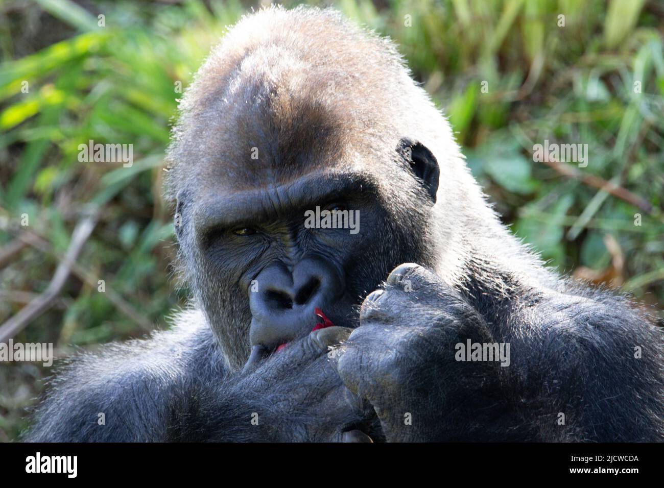 Western lowland gorilla (Gorilla gorilla gorilla) close up of a western lowland gorilla staring at the camera and eating a red skinned onion Stock Photo