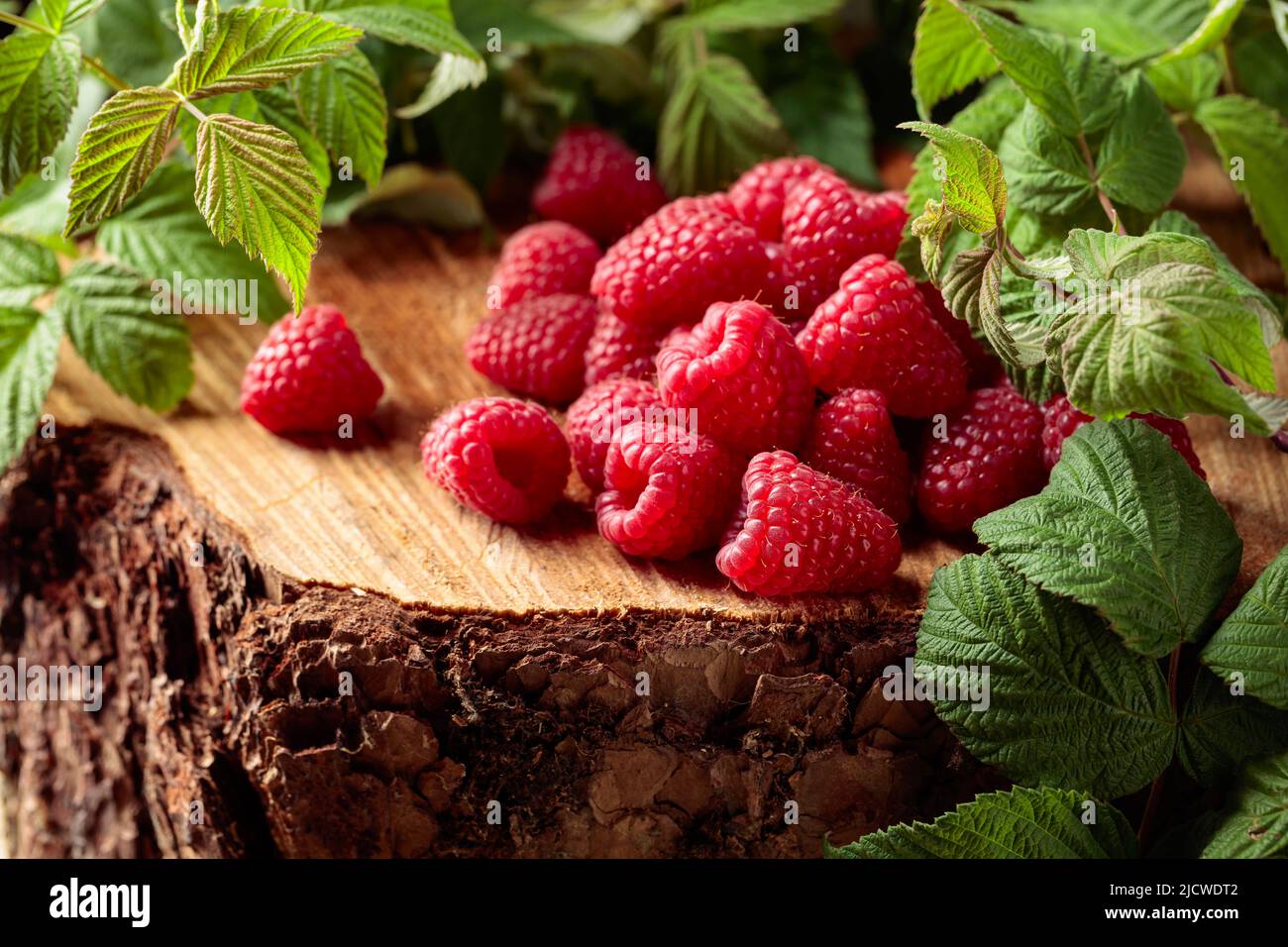 Juicy Raspberry Fresh juicy raspberries with leaves on a pine stump in the forest Stock ...