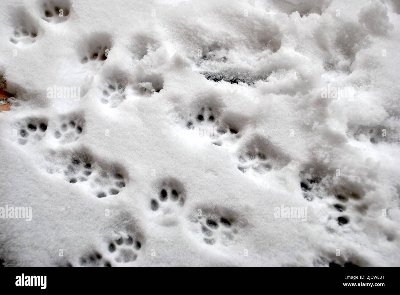 Cat footprints in the snow Stock Photo Alamy