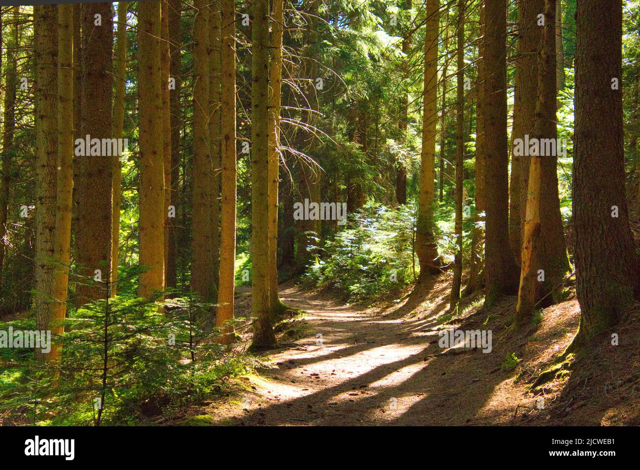 Beautiful black forest in germany Stock Photo - Alamy