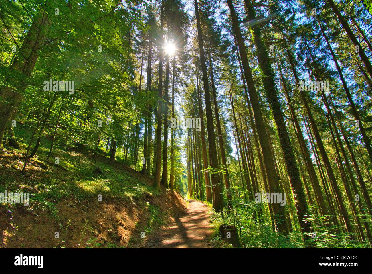 Beautiful black forest in germany Stock Photo - Alamy
