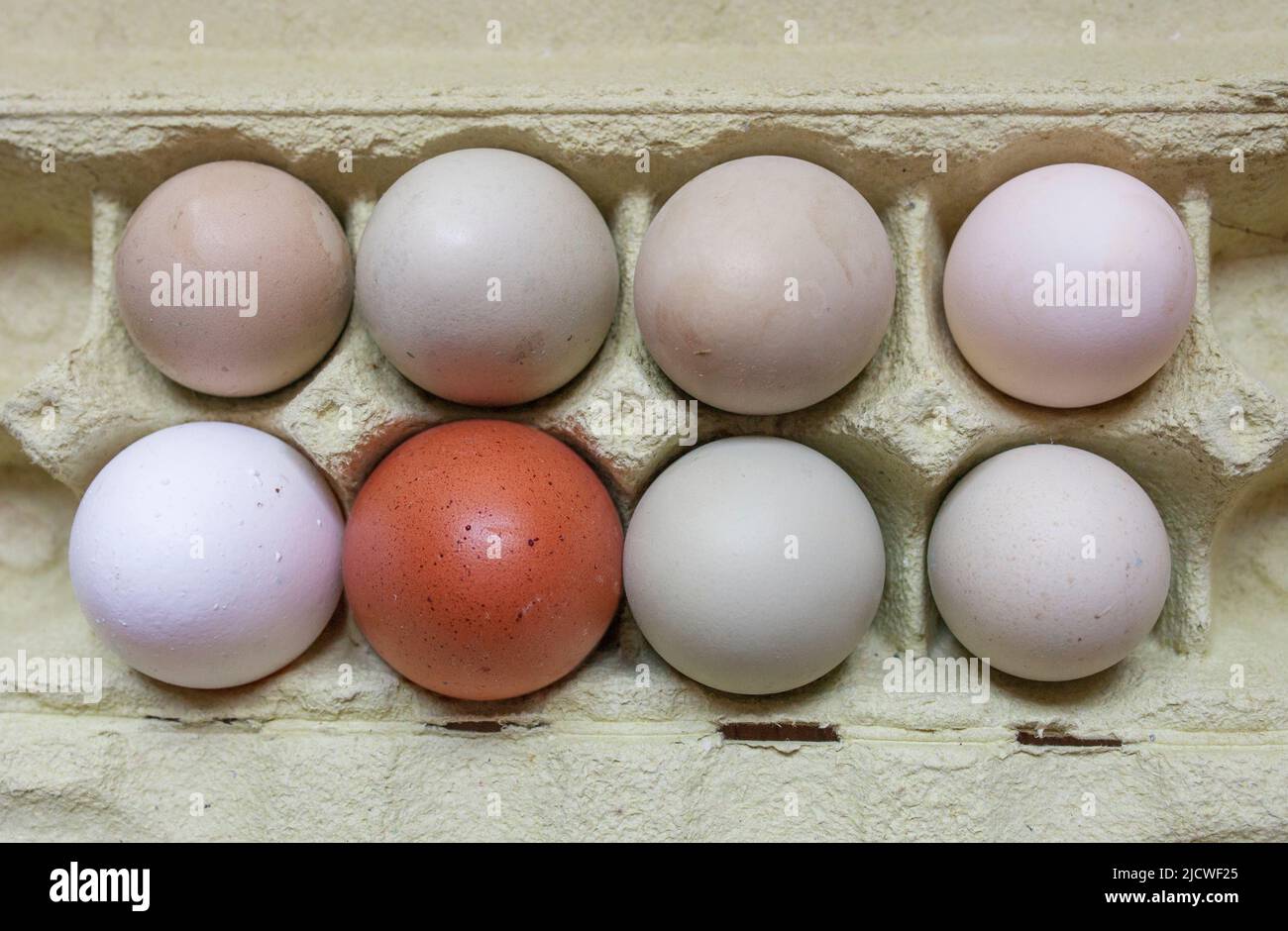 Araucana, brown and white eggs in package. Overhead shot Stock Photo