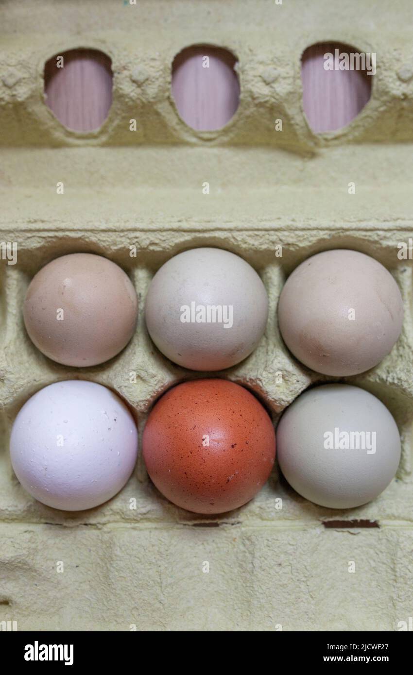 Araucana, brown and white eggs in package. Overhead shot Stock Photo