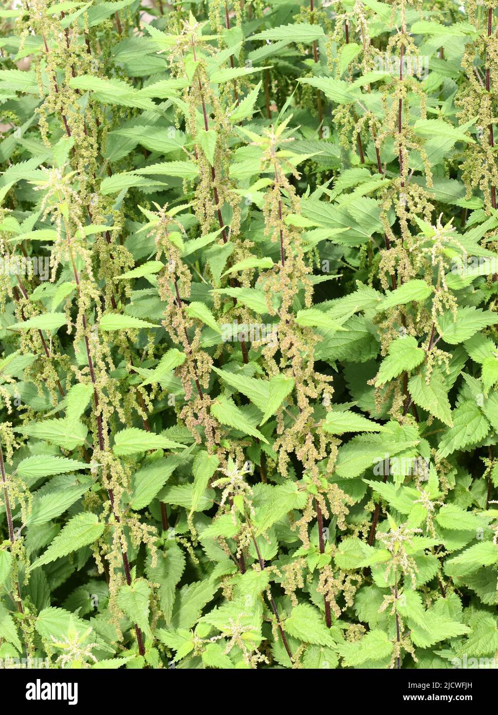 Closeup on field of stinging nettles  Urtica dioica in nature Stock Photo