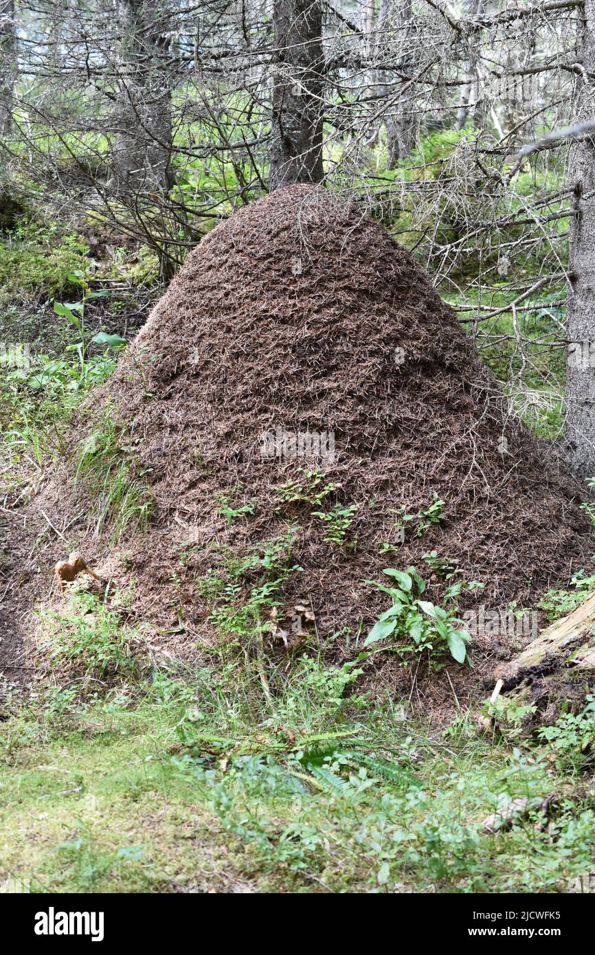 Big anthill of formica rufa red wood ants by a tree in the forest Stock Photo