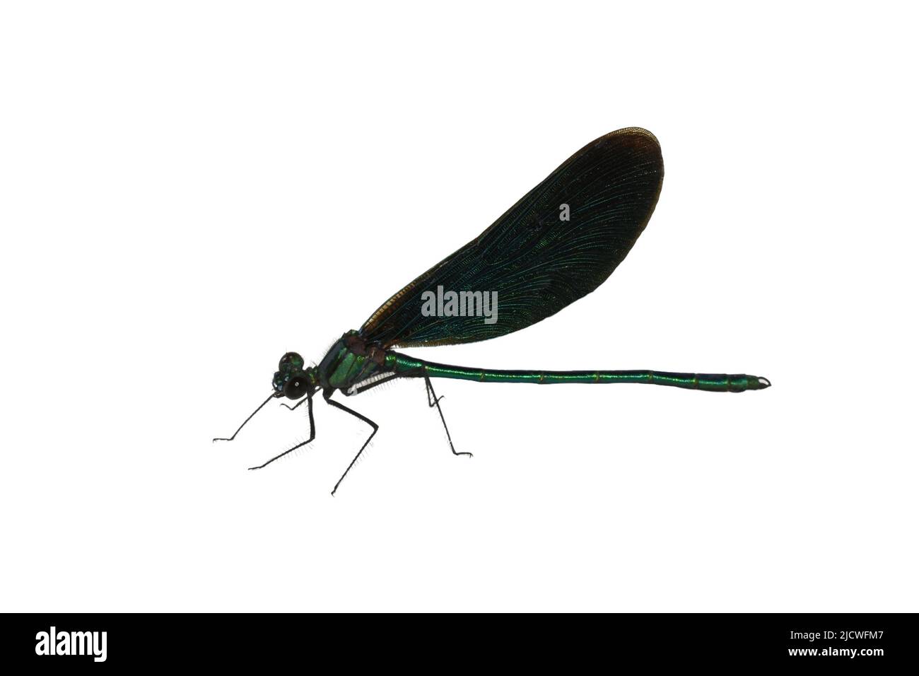 The beautiful demoiselle Calopteryx virgo European damselfly male on white background Stock Photo