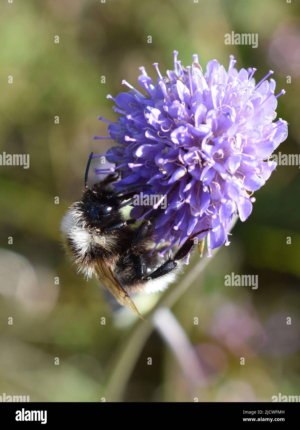 Cuckoo bumblebee Bombus norwegicus male on devil's-bit scabious flower Stock Photo