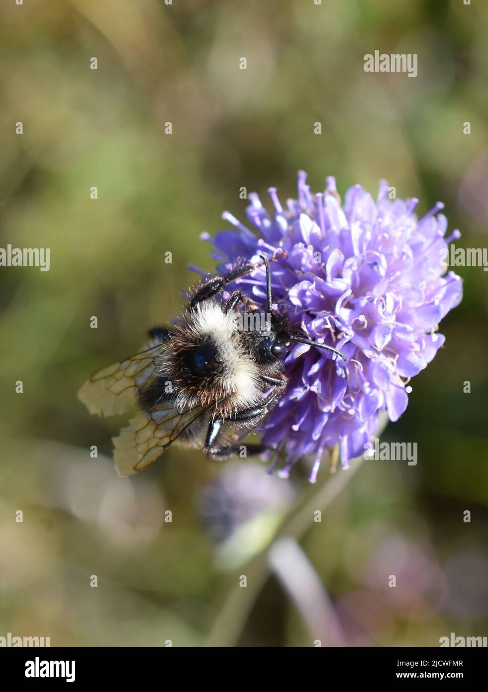 Cuckoo bumblebee Bombus norwegicus male on devil's-bit scabious flower Stock Photo