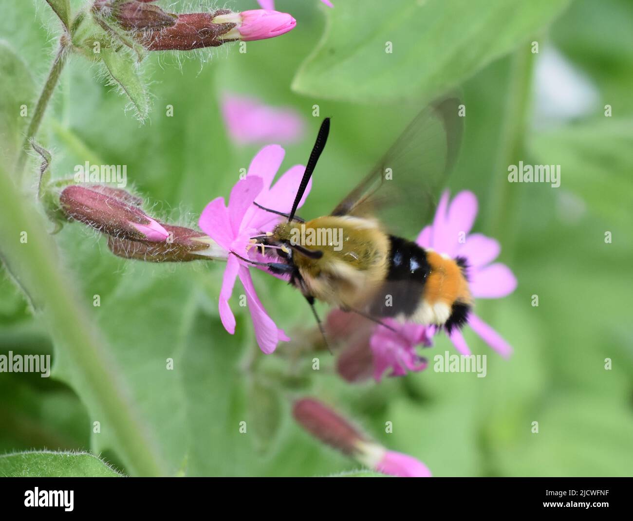 broad-bordered bee hawk-moth Hemaris fuciformis finding nectar in pink flower Stock Photo