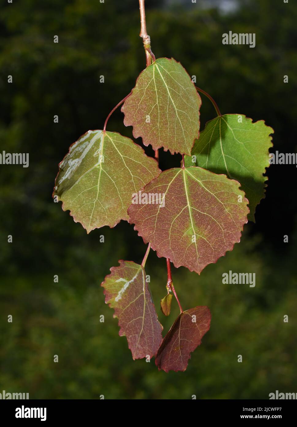 Branch from common aspen tree Populus tremula new young red and green leaves in spring Stock Photo