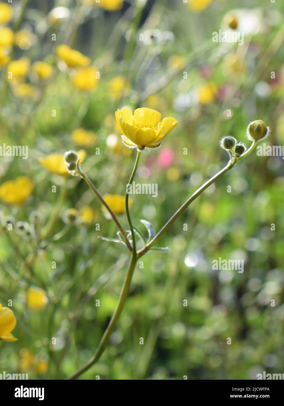 Common buttercup plant Ranunculus acris flowering in summer Stock Photo